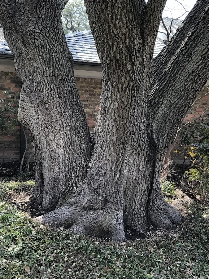 Mature heritage tree close to a Goodman property cared for by certified arborists